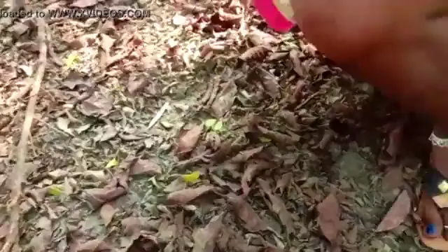 Watch Viral Tamil Jungle Sex - জঙ্গলে তামিল দেশী কাপলের হট সেক্স 🔥 full viral video leaked