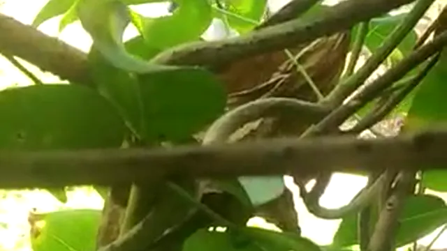 Secret Park Kiss Indian Couple - পার্ক চুম্বন লিক!