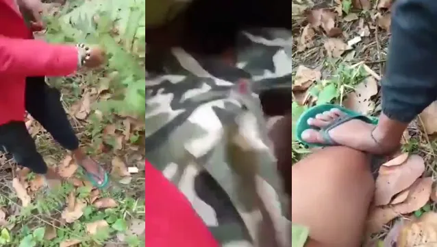 Watch Viral Desi Girl Jungle Fuck Picnic - জঙ্গলে পিকনিক চোদাচুদি 🔥 full viral video leaked