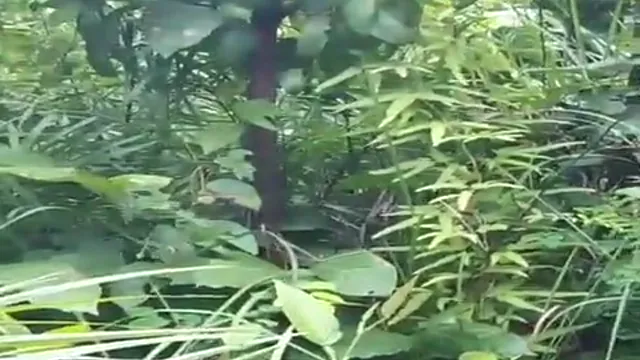Jungle Sex With Girlfriend - Outdoor MMS Filmed By Friend